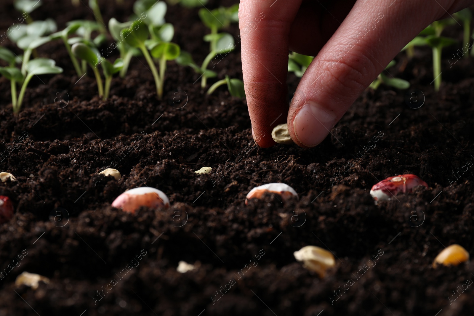 Photo of Woman planting pea seeds in fertile soil, closeup. Vegetables growing