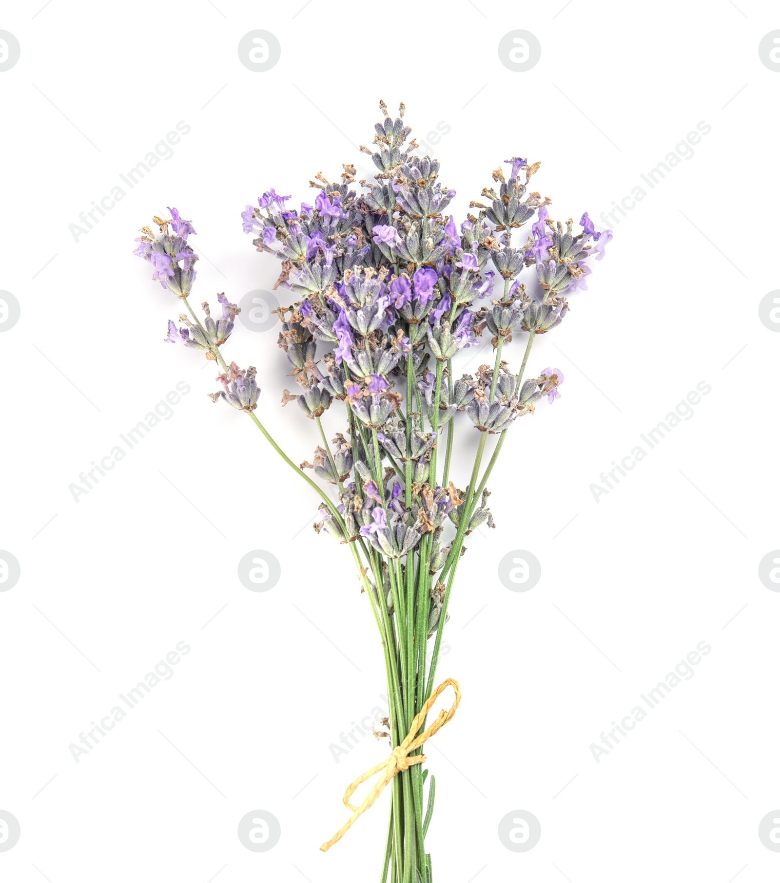 Photo of Beautiful blooming lavender flowers on white background