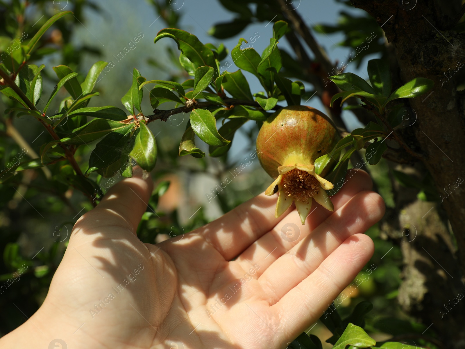 Photo of Farmer assistant touching pomegranate fruit in garden, closeup