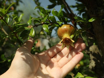 Photo of Farmer assistant touching pomegranate fruit in garden, closeup