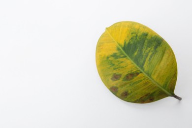 Photo of Leaf with blight disease on white background, top view. Space for text