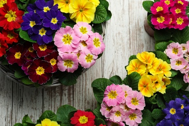 Photo of Primrose Primula Vulgaris flowers on white wooden background, top view. Spring season