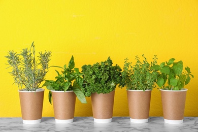 Photo of Seedlings of different aromatic herbs in paper cups on marble table near yellow wall