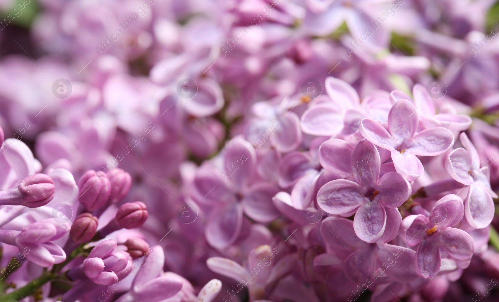 Photo of Beautiful blossoming lilac as background, closeup. Spring flowers