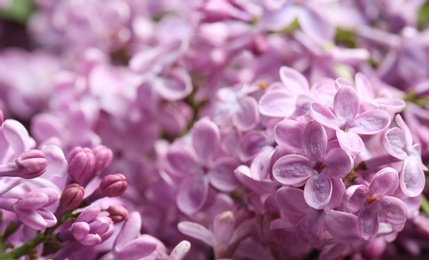 Beautiful blossoming lilac as background, closeup. Spring flowers