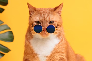 Portrait of cute ginger cat in stylish sunglasses on yellow background