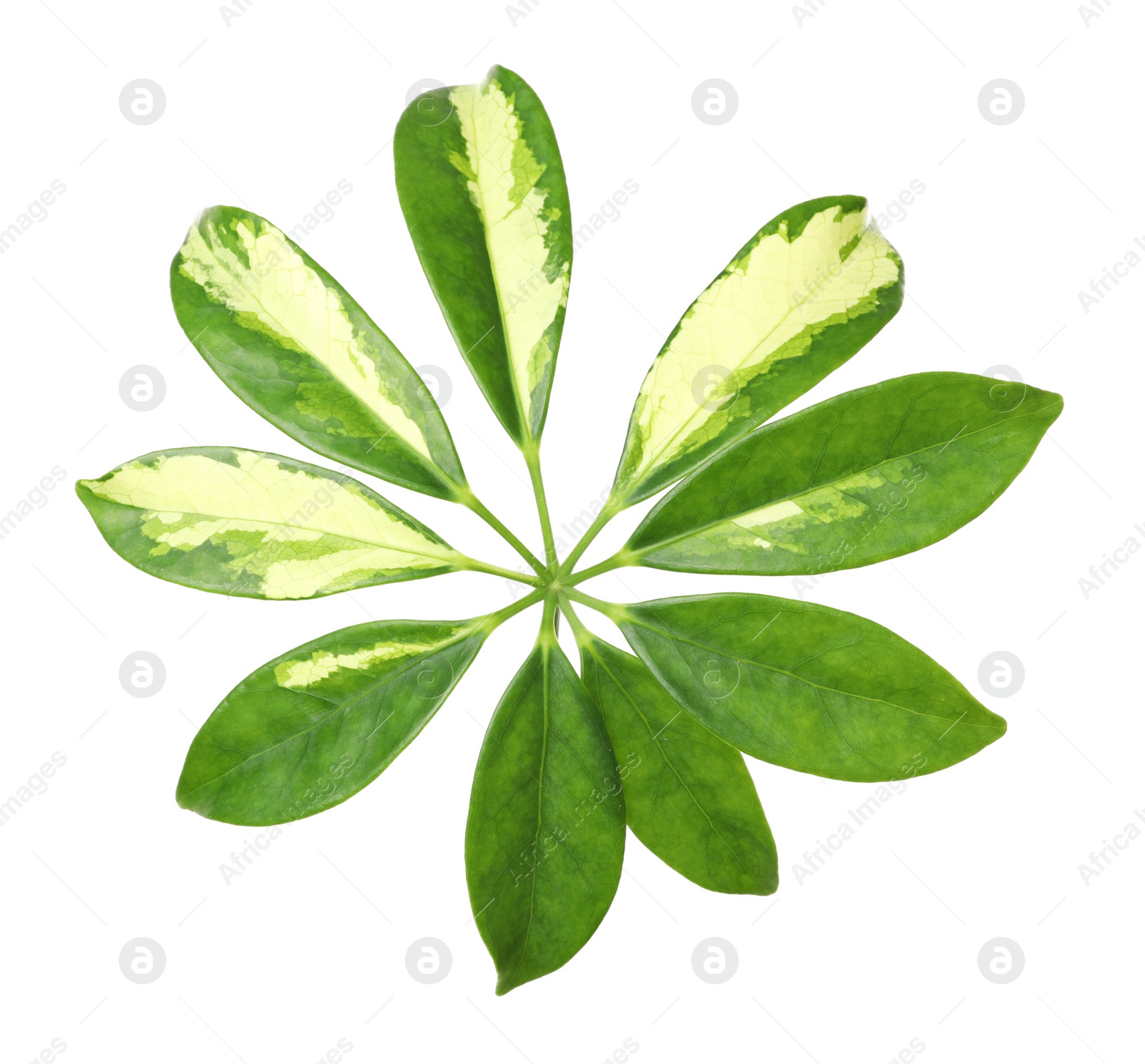 Photo of Leaf of tropical schefflera plant on white background