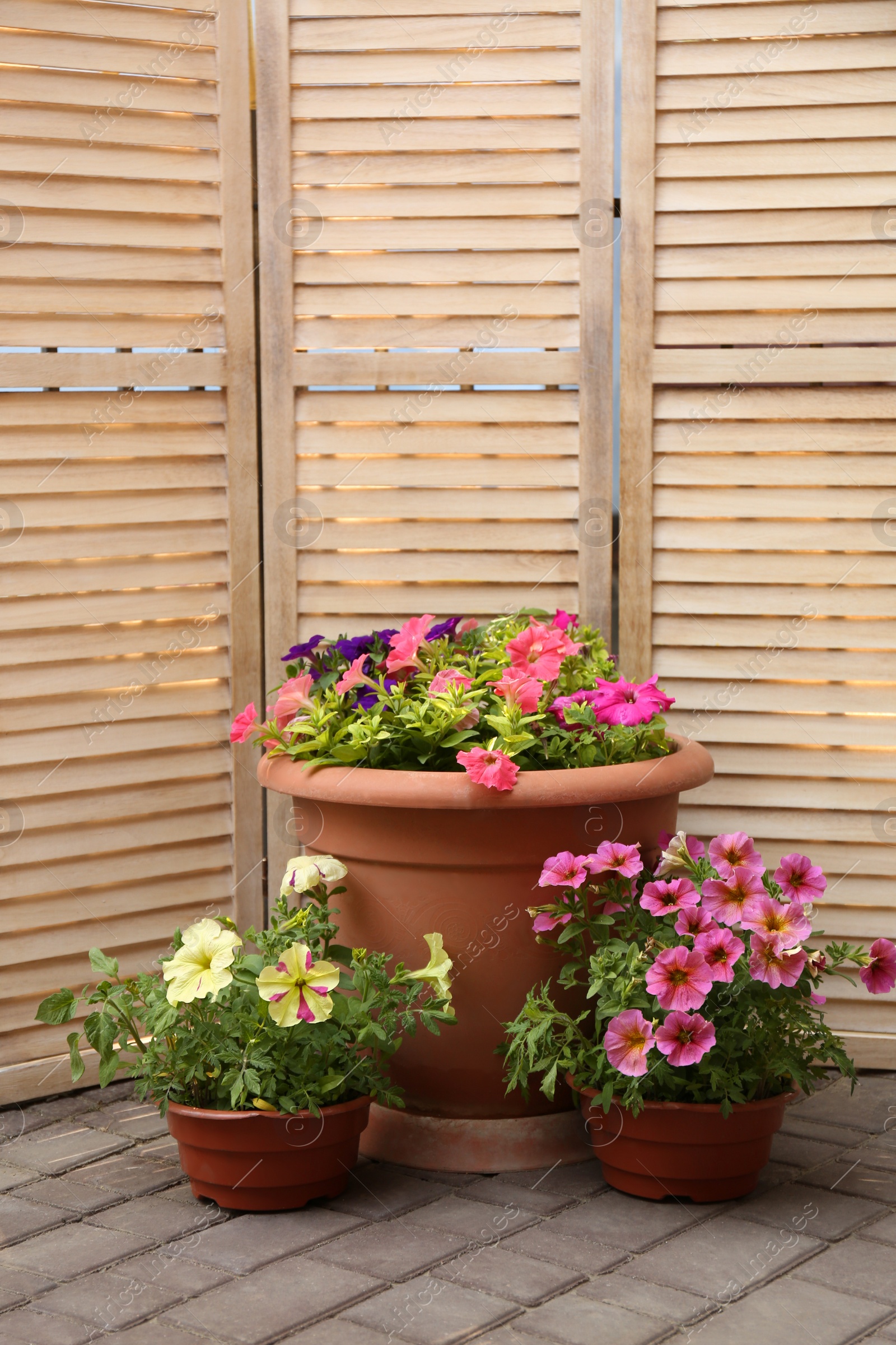 Photo of Beautiful petunia flowers in pots near folding screen