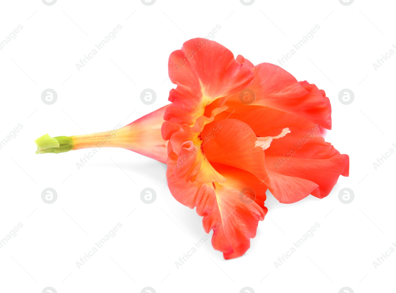 Photo of Beautiful gladiolus flower on white background