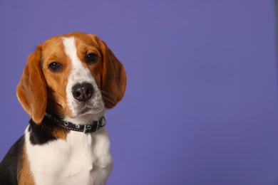 Photo of Adorable Beagle dog in stylish collar on purple background. Space for text