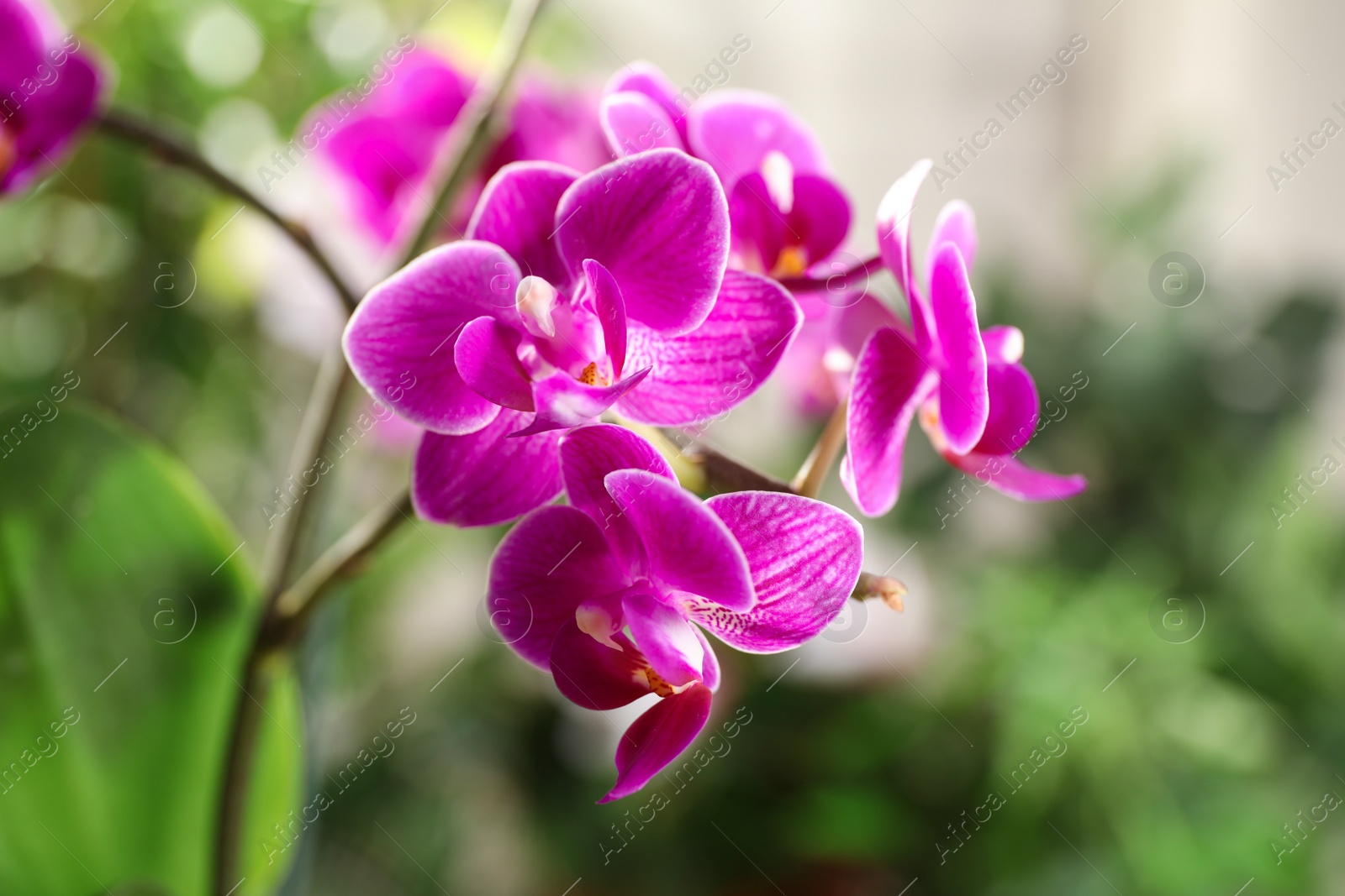 Photo of Beautiful blooming orchid on blurred background, closeup view