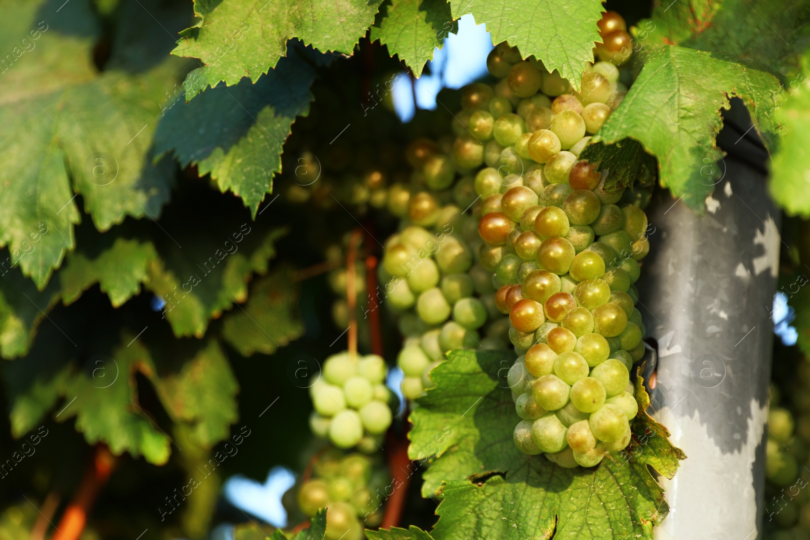 Photo of Fresh ripe juicy grapes growing in vineyard