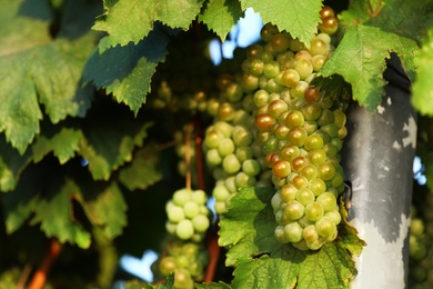 Fresh ripe juicy grapes growing in vineyard