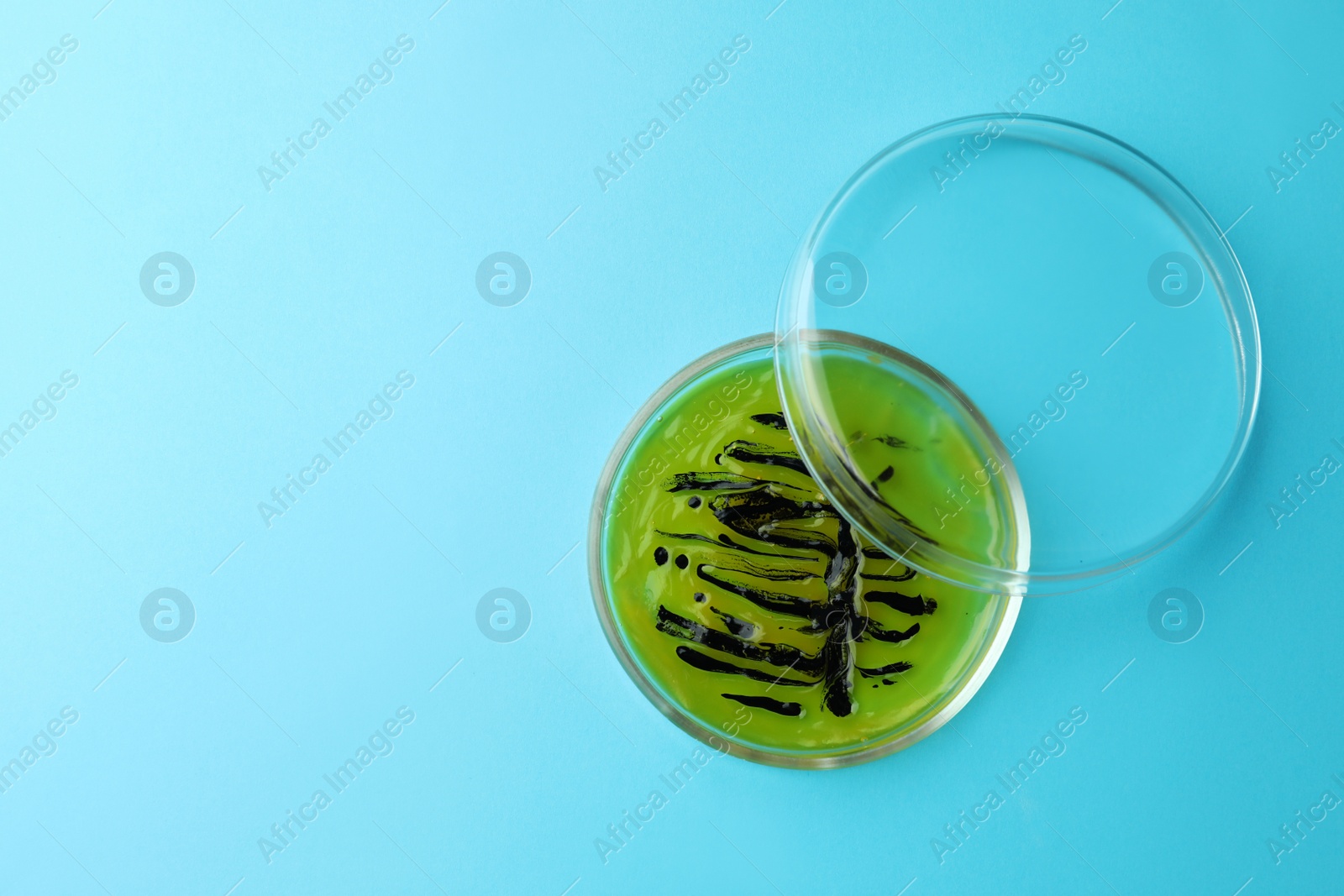 Photo of Petri dish with bacteria colony on light blue background, top view. Space for text
