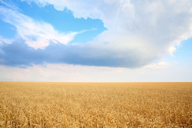 Photo of Wheat grain field on sunny day. Cereal farming