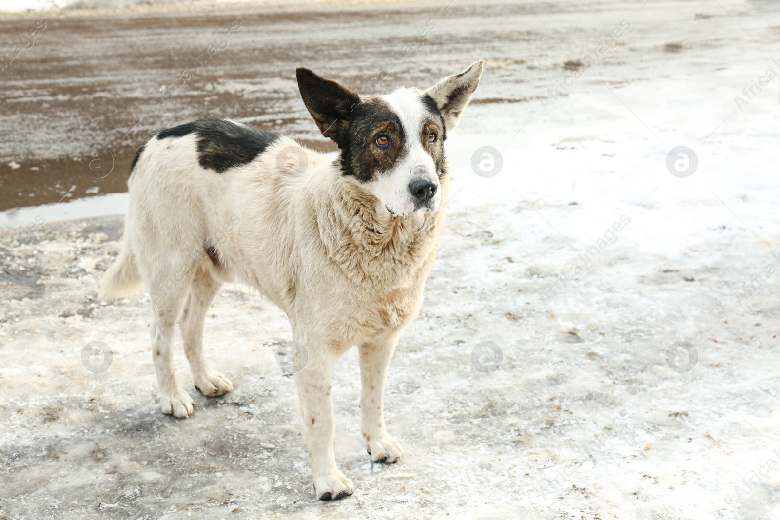 Photo of Homeless dog on city street in winter. Abandoned animal