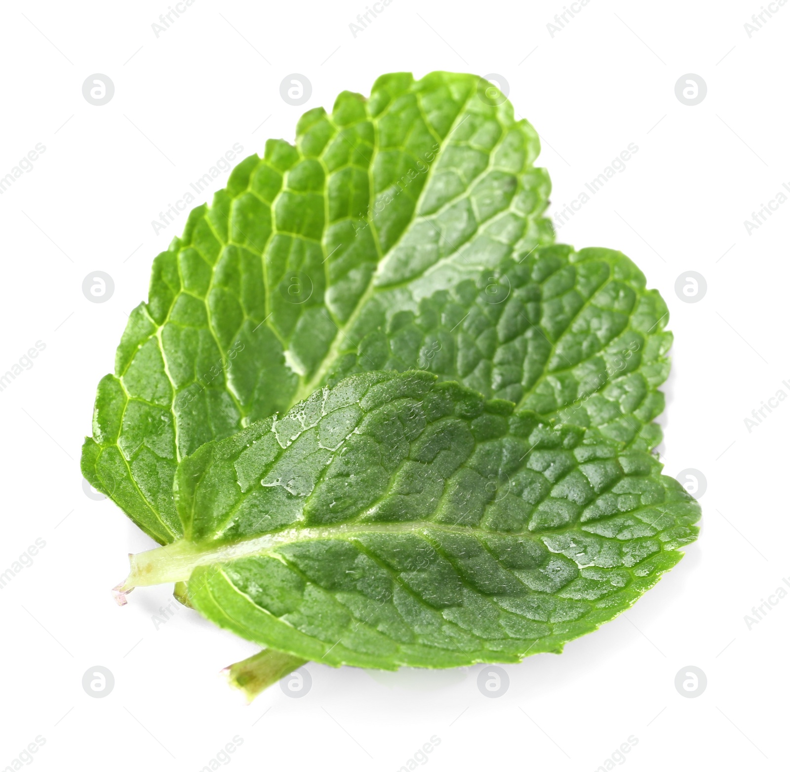 Photo of Wet leaves of fresh mint isolated on white