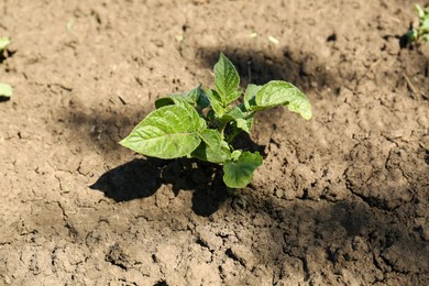 Photo of Young green potato sprout growing in soil, closeup