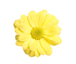 Photo of Beautiful yellow chrysanthemum flower on white background