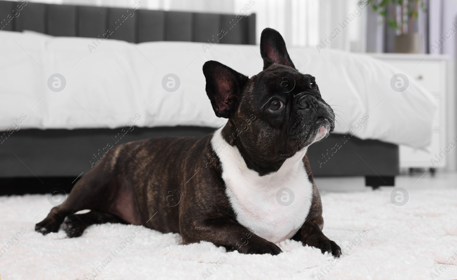 Photo of Adorable French Bulldog lying on rug indoors. Lovely pet