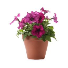 Photo of Beautiful petunia flowers in plant pot isolated on white