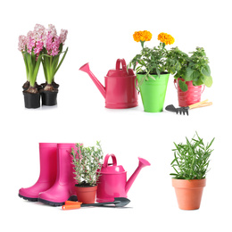 Set with different gardening tools and plants on white background 