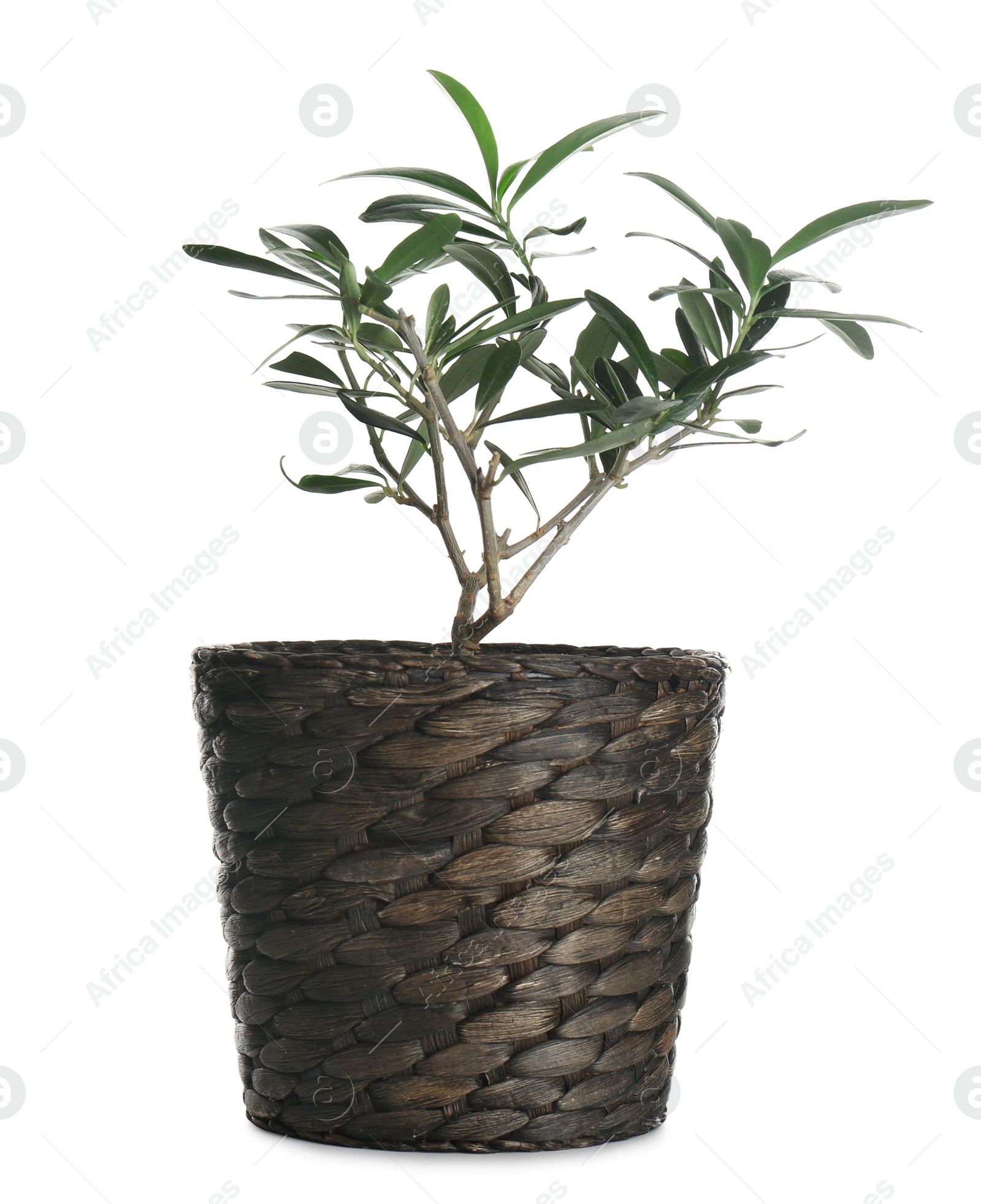 Photo of Beautiful plant growing in pot isolated on white