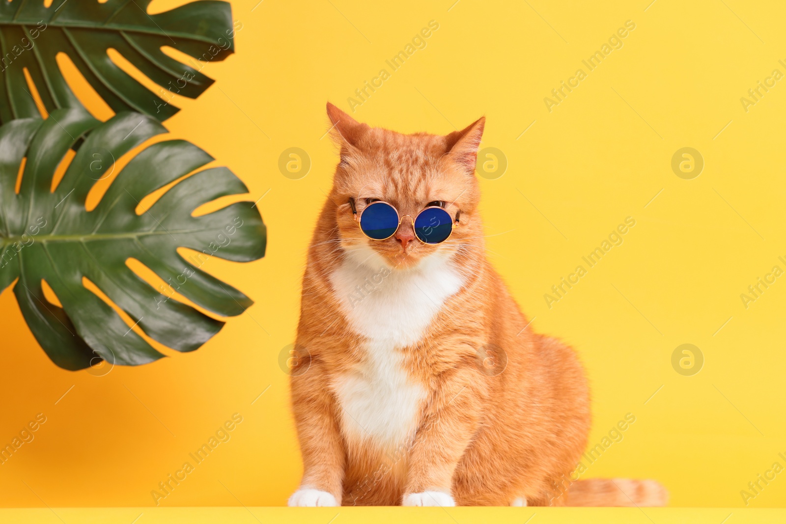 Photo of Cute ginger cat in stylish sunglasses and monstera leaves on yellow background