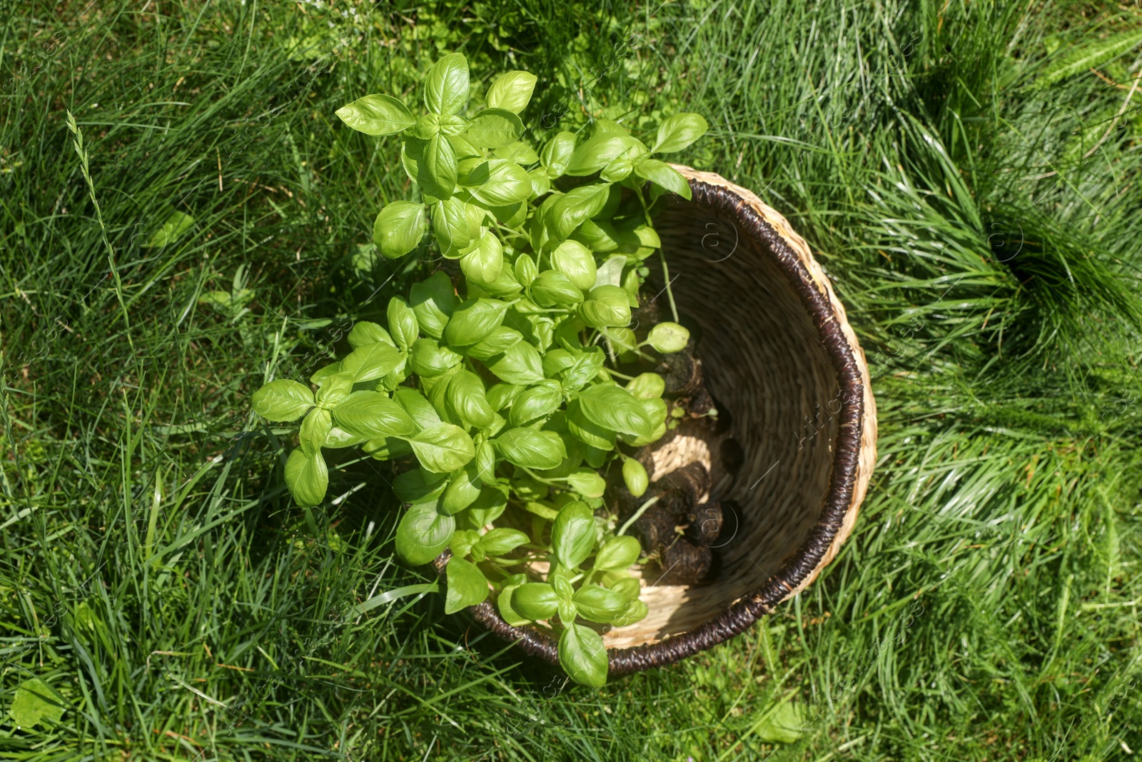 Photo of Wicker basket with seedlings on green grass, top view