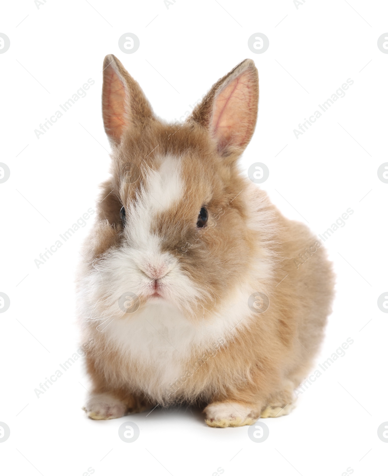 Photo of Cute fluffy pet rabbit isolated on white