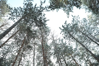 Photo of Beautiful view on sky through coniferous tree branches