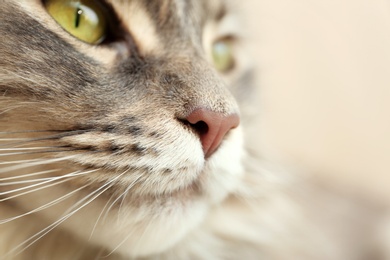 Adorable Maine Coon cat at home, closeup. Space for text