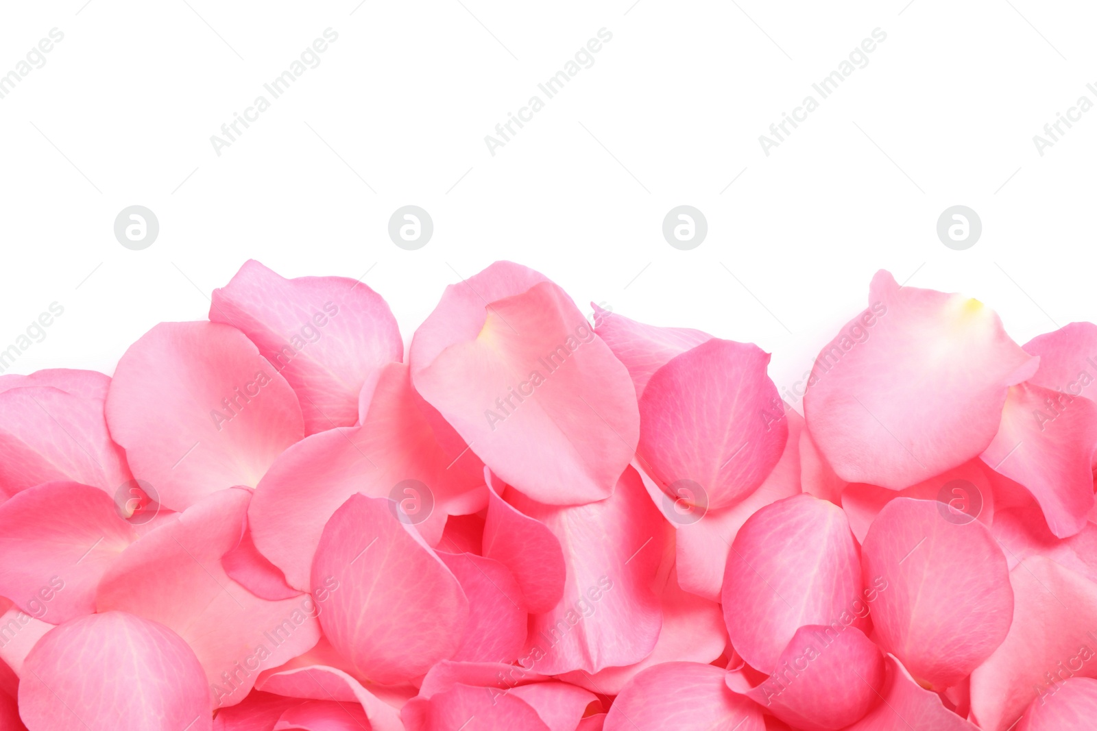 Photo of Pile of fresh pink rose petals on white background, top view