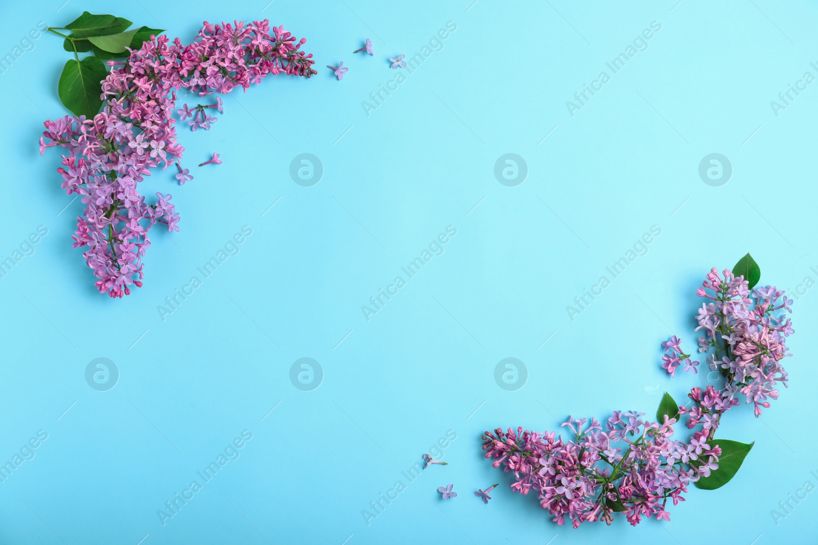 Photo of Flat lay composition with blossoming lilac flowers on color background. Space for text