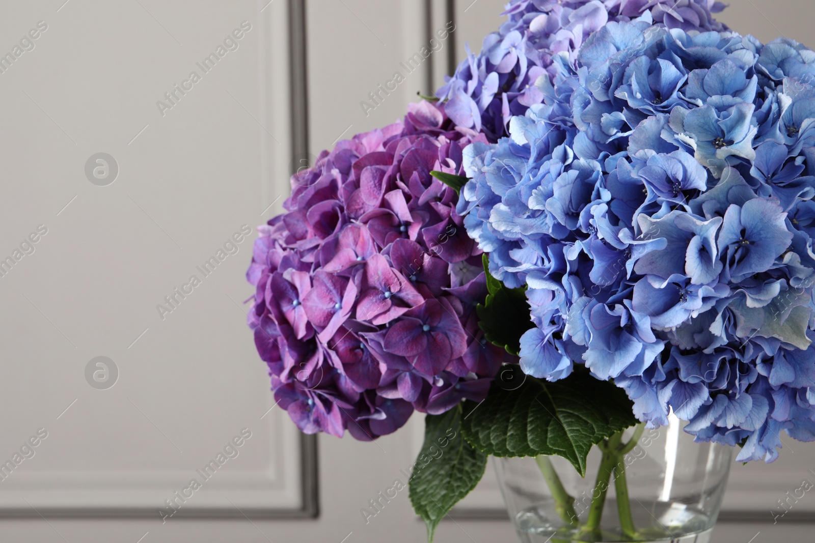 Photo of Bouquet with beautiful hortensia flowers near grey wall, closeup