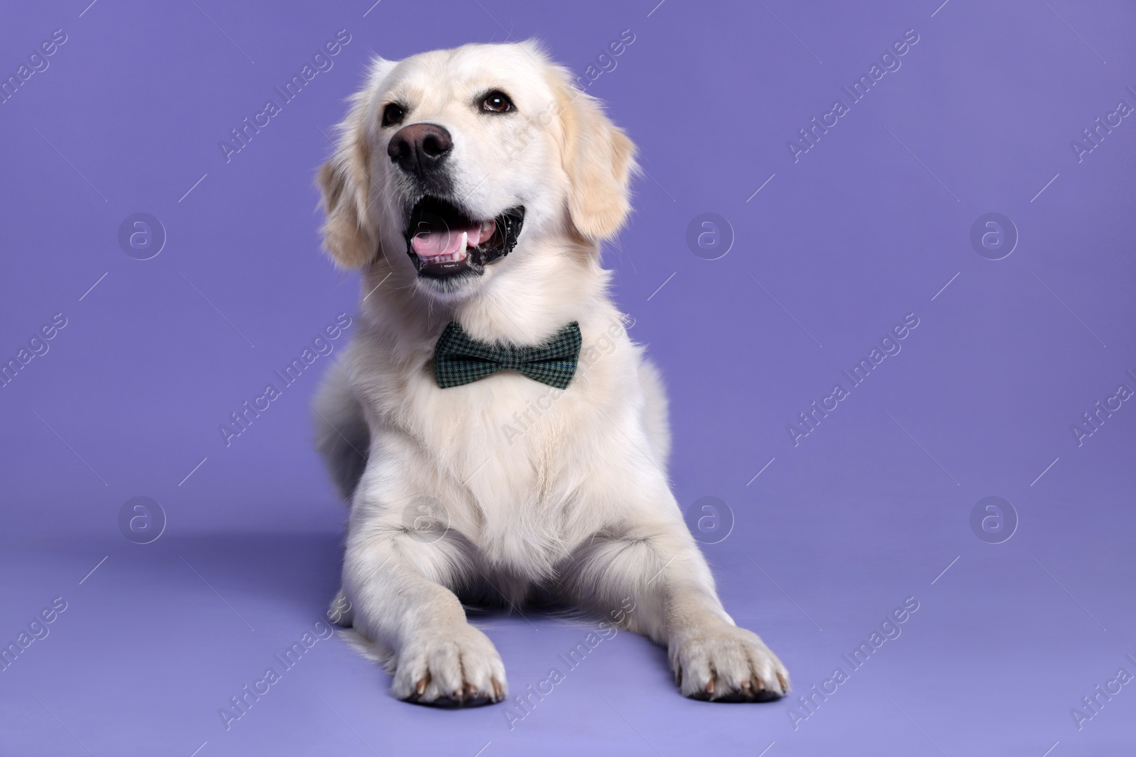 Photo of Cute Labrador Retriever with stylish bow tie on purple background. Space for text