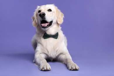 Cute Labrador Retriever with stylish bow tie on purple background. Space for text