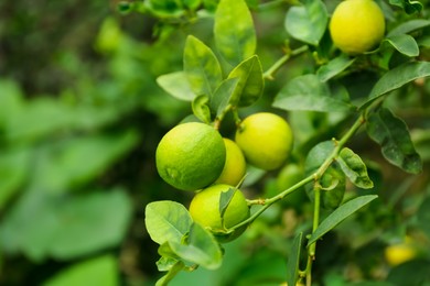 Photo of Ripe limes growing on tree branch in garden, closeup. Space for text