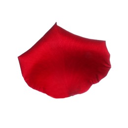 Red rose flower petal on white background