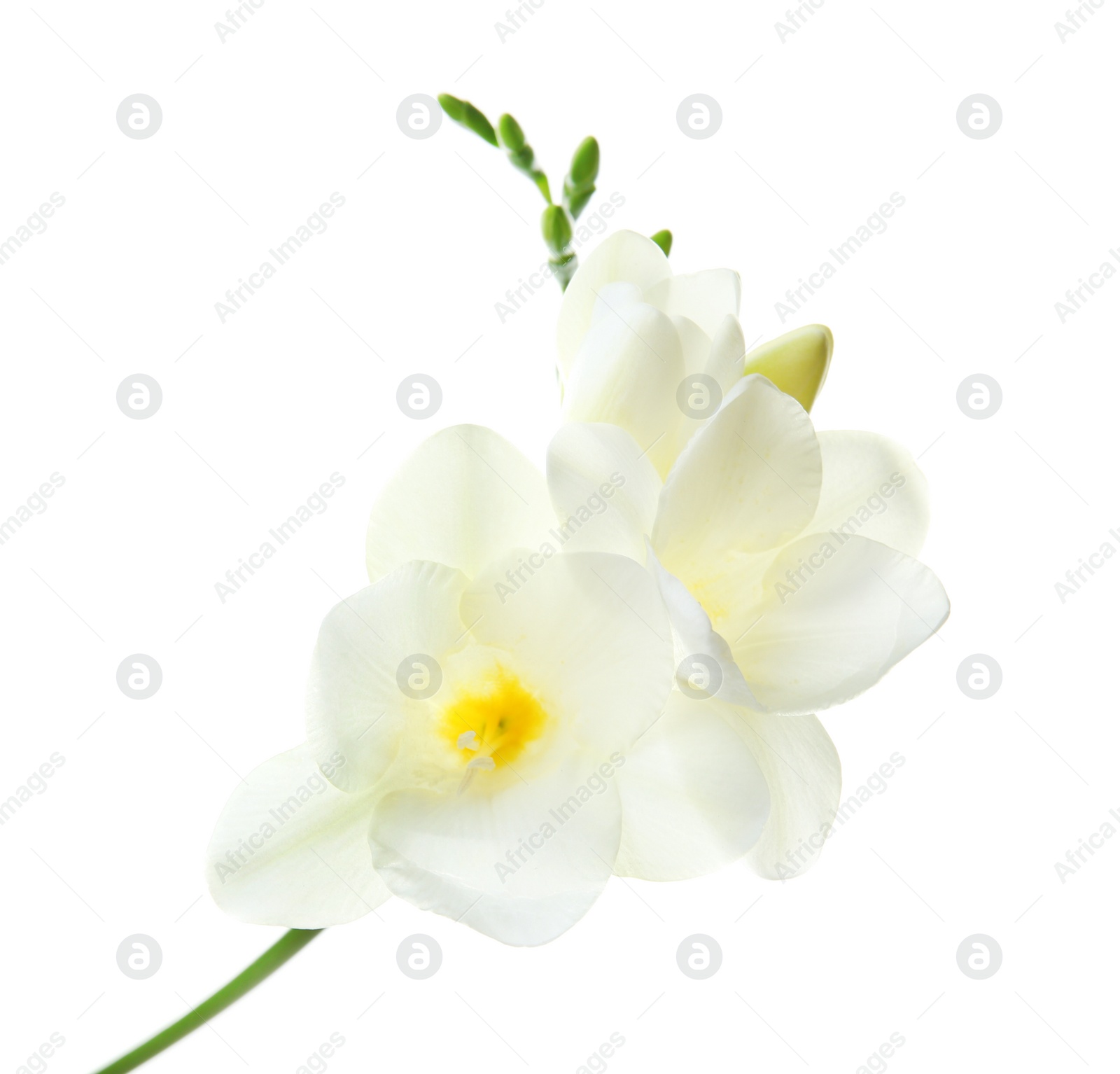 Photo of Beautiful freesia flower on white background