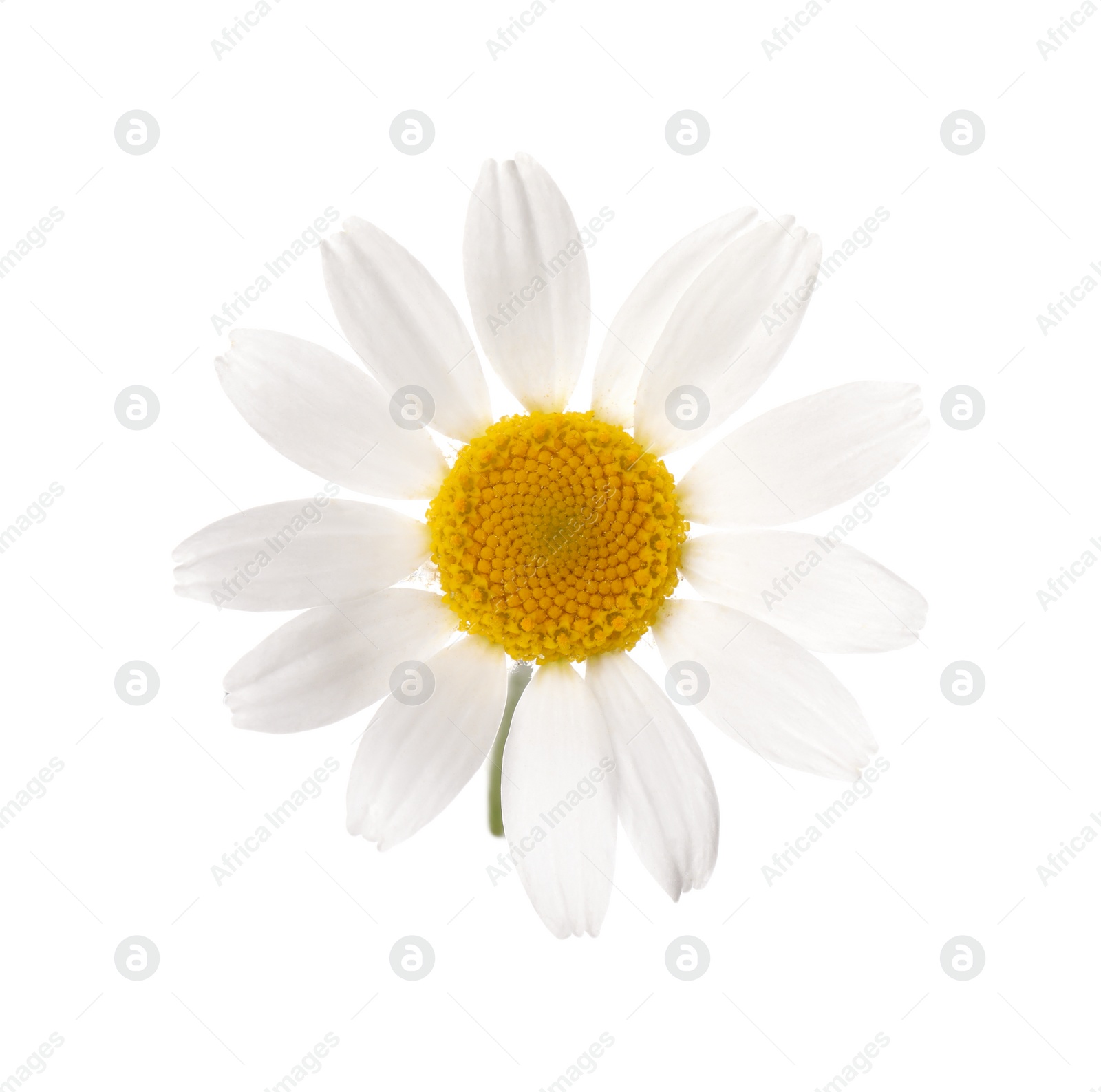 Photo of Blooming chamomile isolated on white. Beautiful flower