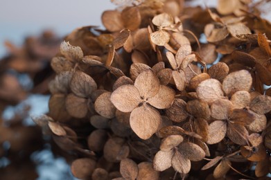 Photo of Beautiful dried hortensia flowers on light background, closeup