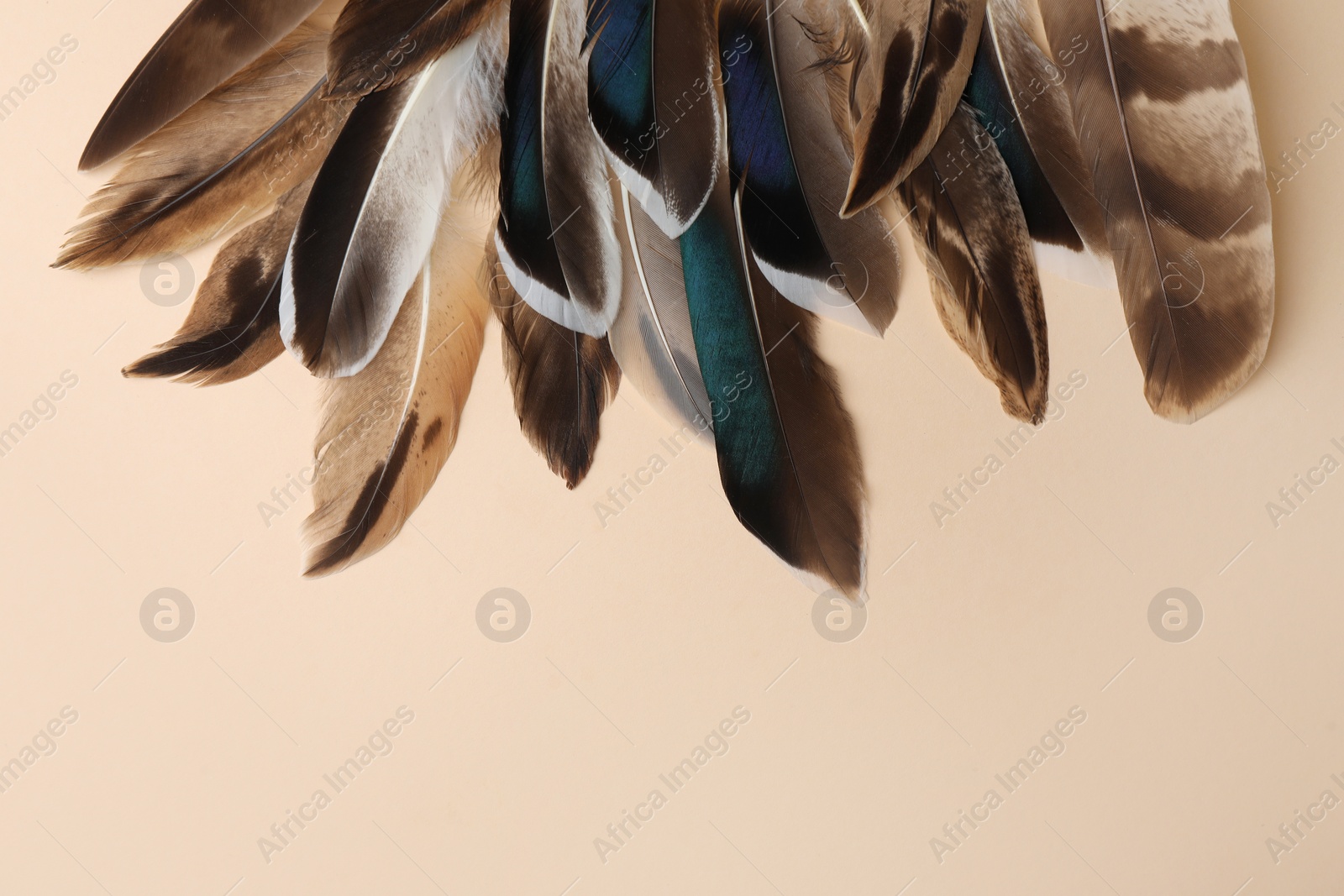 Photo of Many different bird feathers on beige background, flat lay. Space for text