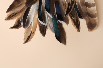 Photo of Many different bird feathers on beige background, flat lay. Space for text