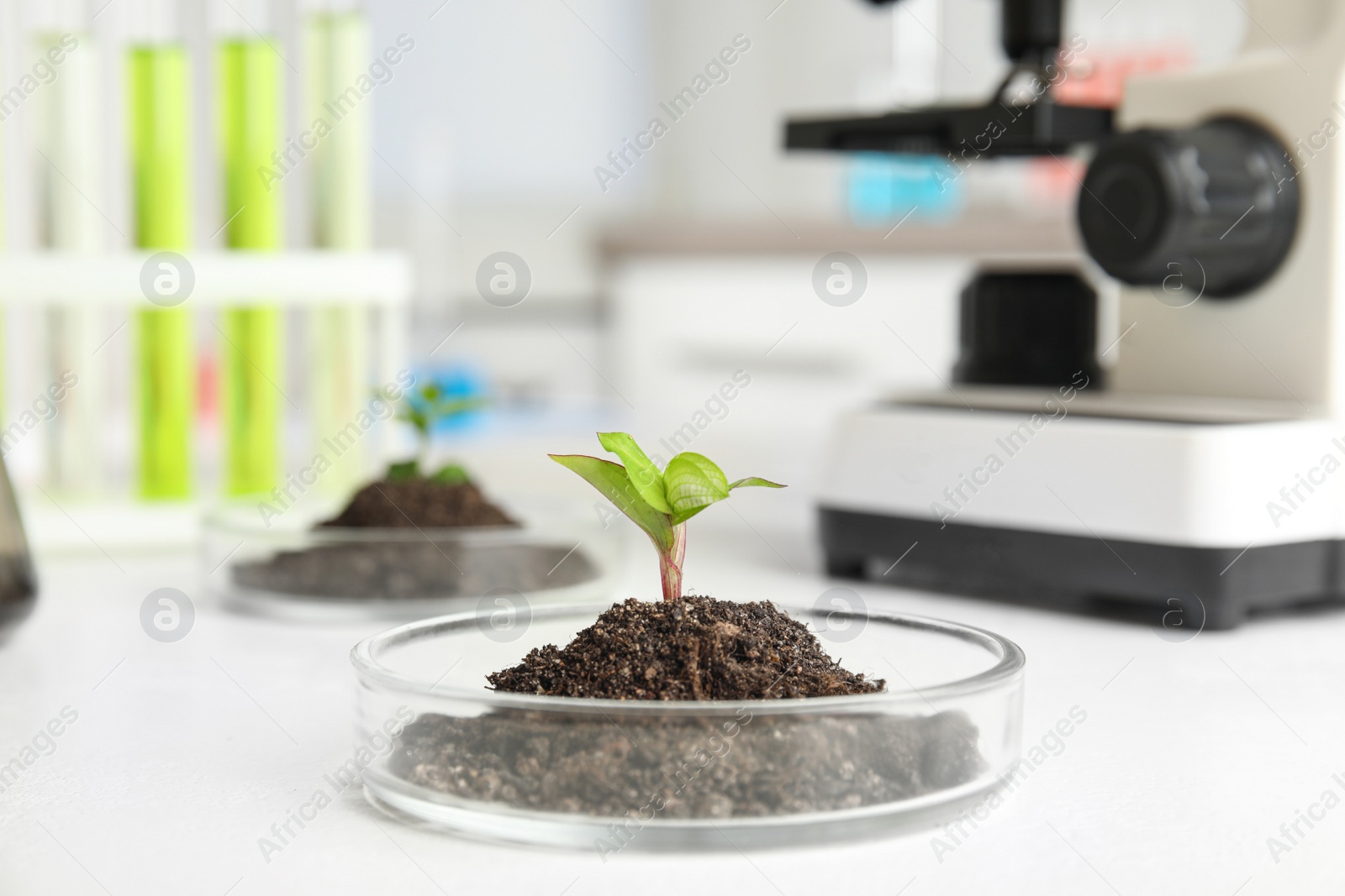 Photo of Petri dish with soil and sprouted plant on white table. Biological chemistry