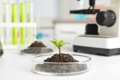 Petri dish with soil and sprouted plant on white table. Biological chemistry