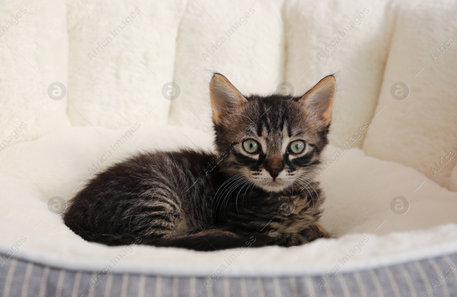 Photo of Cute tabby kitten on pet bed. Baby animal