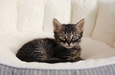 Photo of Cute tabby kitten on pet bed. Baby animal