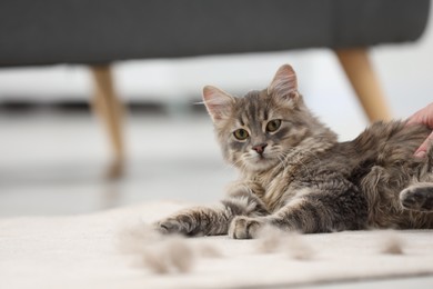 Photo of Cute cat and pet hair on carpet indoors, closeup. Space for text
