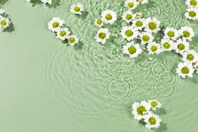 Photo of Beautiful chrysanthemum flowers in water on green background. Space for text